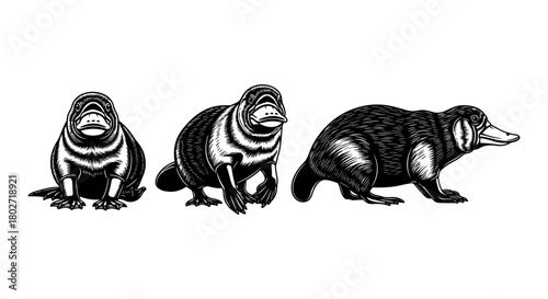 Detailed platypus trio in black and white engraving style