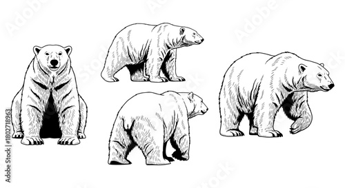 Detailed polar bear drawings in various poses and views