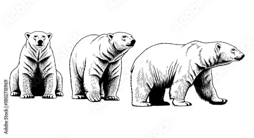 Realistic polar bear trio featuring sit, sniff, and walk poses in black and white