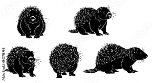 Silhouette porcupine set: diverse poses and angles of spiky animals in black and white