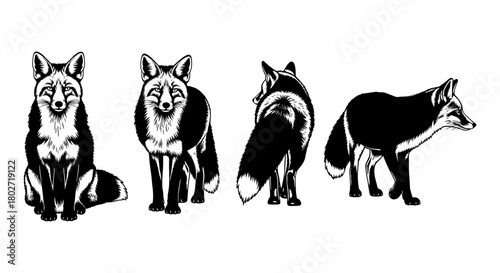Detailed fox silhouettes in various poses on white background