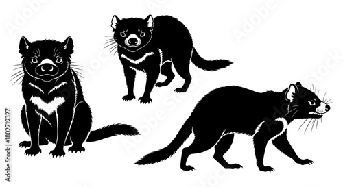 Silhouette of three tasmanian devils on white background