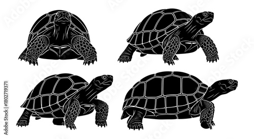 Black silhouette tortoise set with detailed shell patterns and textured skin design