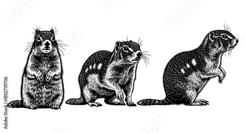 Detailed black and white chipmunk drawings in vintage style