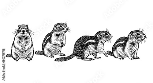 Realistic squirrel collection: detailed animal designs in black and white
