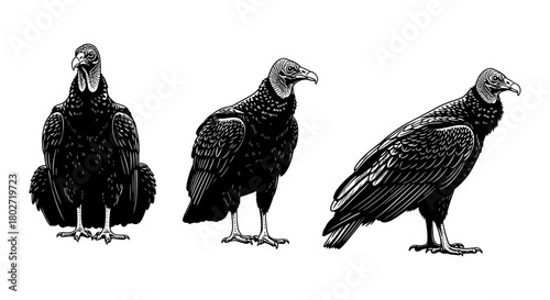 Detailed black and white vulture art in profile and frontal views