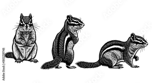 Detailed ink drawings of chipmunks in various poses on white background