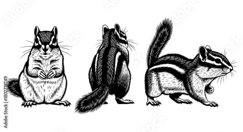 Detailed black and white chipmunk line art illustrations