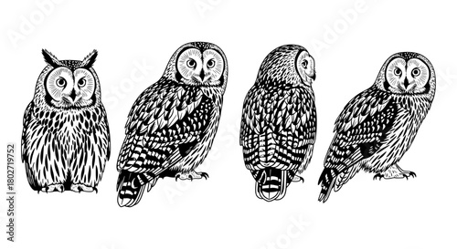 Collection of intricate owl designs in detailed black and white line art