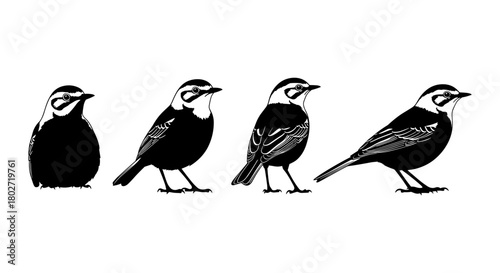 Evolution of bird silhouette illustrations in black and white design