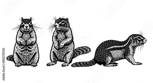 Detailed black and white squirrel engravings in various poses