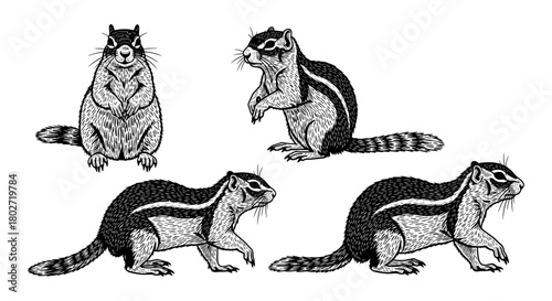 Engraved chipmunk drawings in various poses on white background