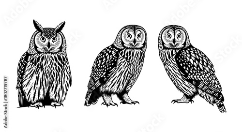 Detailed black and white owl trio sketch featuring different species