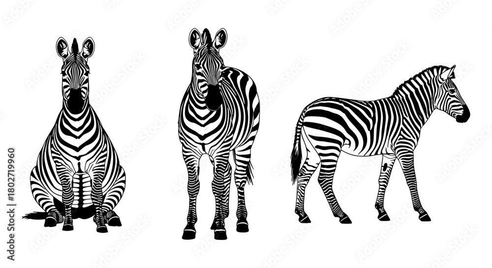Fototapeta premium Stylized black and white zebra illustrations in detailed graphic design