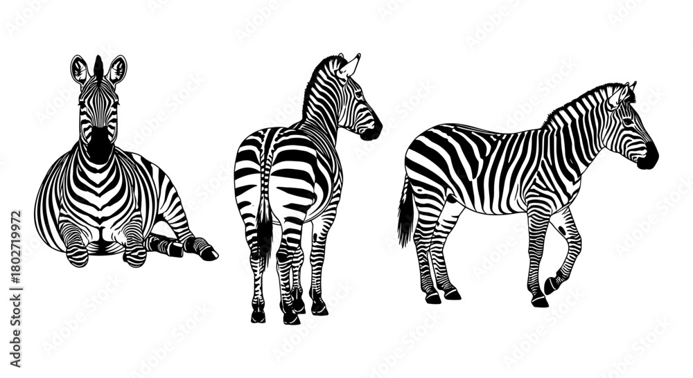 Fototapeta premium Zebra silhouette collection: elegant black and white strip patterns