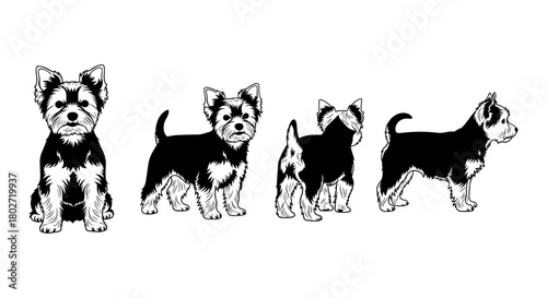 Yorkshire terrier silhouette set featuring different poses in black and white