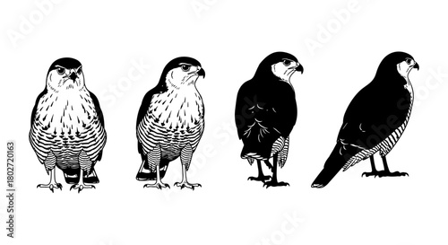 Four falcon silhouettes in black and white showcasing unique profiles