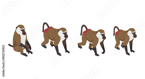 Isometric baboon animation stages in minimalist design