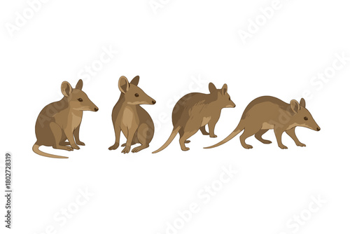 Realistic bilby poses with side view on white background