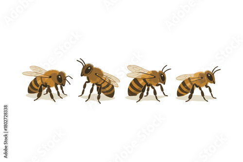 Four realistic honey bees in sequence on white background