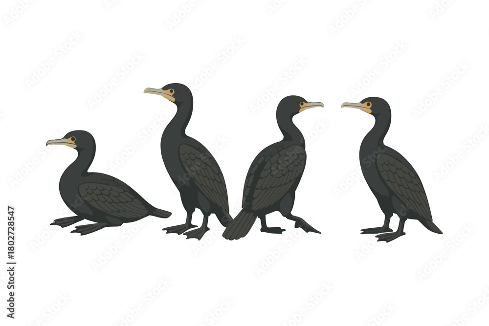 Fototapeta premium Four cormorants in various poses on white background