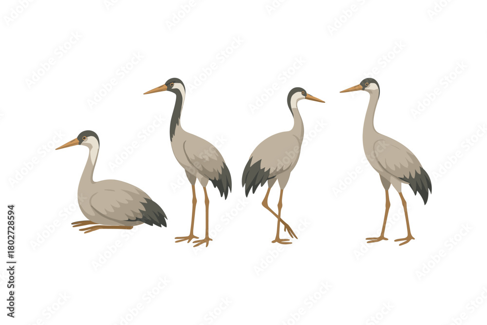 Obraz premium Elegant crane birds in different poses on white background
