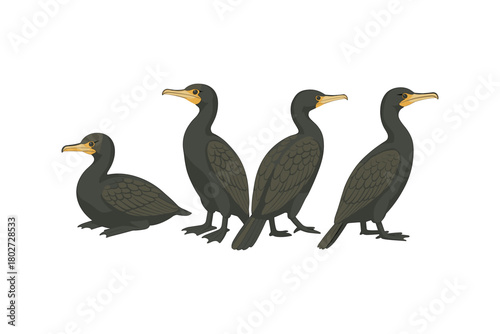 Detailed cormorant side view featuring various poses in flat style
