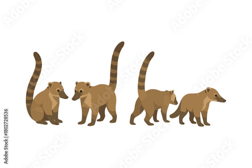 Coati animals in various poses on white background