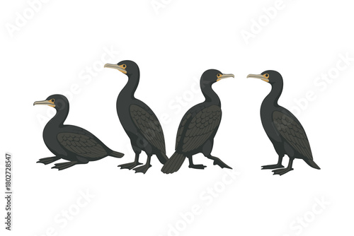 Four cormorants in various poses on white background