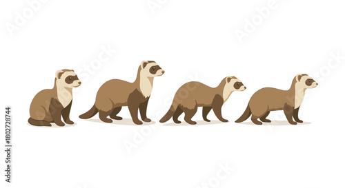 Flat style ferret evolution sequence: illustrative animal life stages artwork
