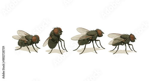 Realistic housefly collection: detailed insect illustrations in multiple angles