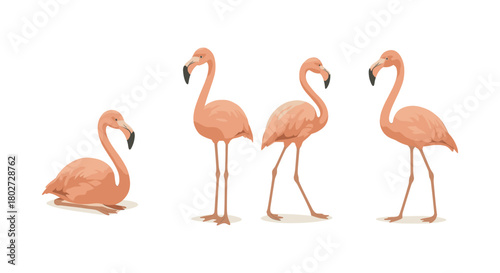 Flat style pink flamingo set: four elegant poses on white background