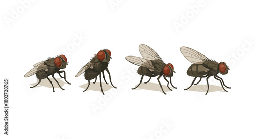 Detailed realistic fly sequence with shadow effects on white background