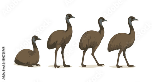 Emu growth stages: from chick to adult in artful display