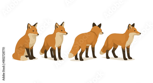 Realistic fox set with multiple views for wildlife design projects