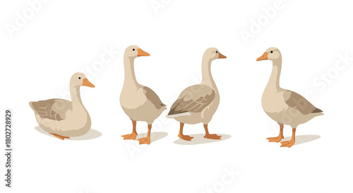 Charming goose collection: four elegant birds in flat design