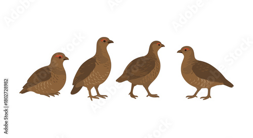 Elegant partridges in minimalistic style on white background