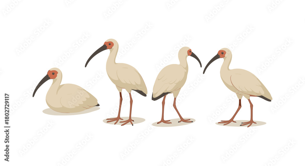 Obraz premium Elegant ibis birds in minimalist art style: four poses on white background