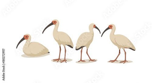Elegant ibis birds in minimalist art style: four poses on white background