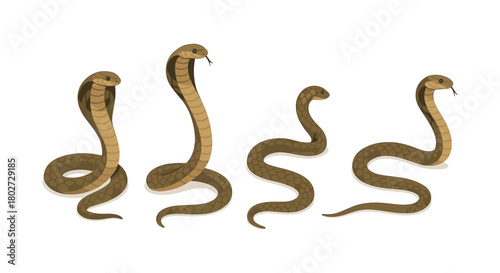 Realistic cobra snakes: various poses and angles on white background