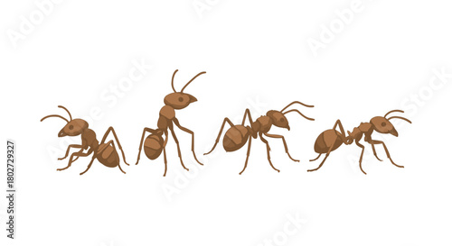 Realistic ants set with detailed anatomy and side view