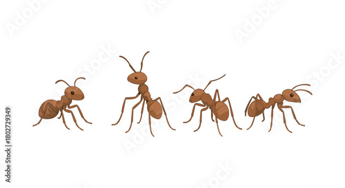 Realistic ant series with various poses on white background