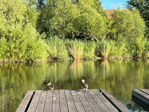 ducks on the wooden pier with the river