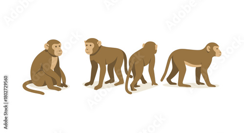 Realistic monkey poses set on white background for creative design projects