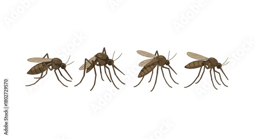 Realistic mosquito set: detailed insect collection for educational and scientific use