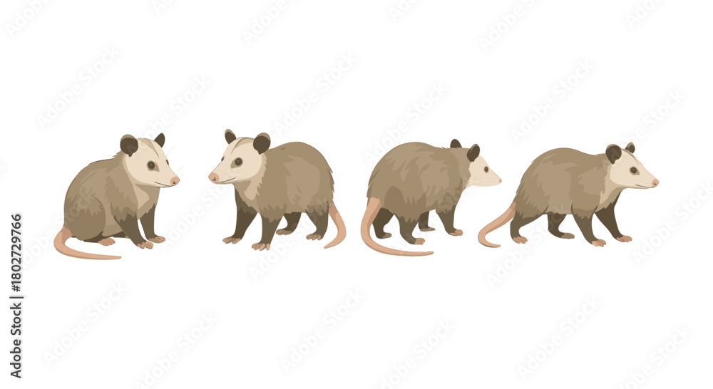 Naklejka premium Four opossums in different poses on a white background