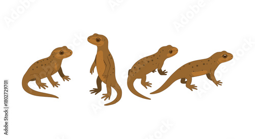 Realistic newts in various poses on white background