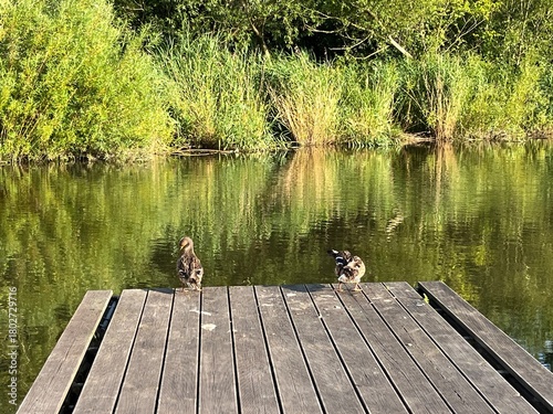 ducks on the wooden pier with the river
