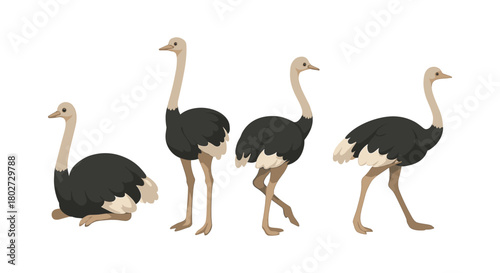 Ostrich poses collection: diverse postures of ostrich in flat style illustration