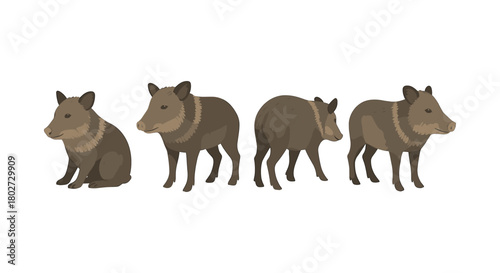 Set of peccary animals in flat design on white background